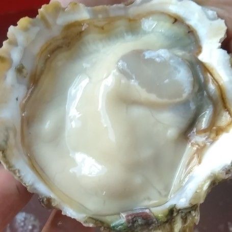 深圳 三倍体生蚝