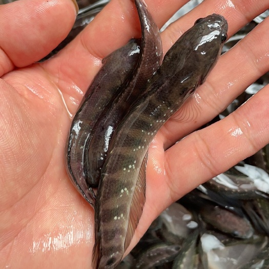 南宁七星鱼苗，鱼苗健康生猛，适应能力强，快大，量大优惠，一手货源