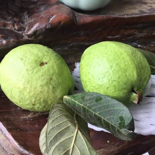百色番石榴  广西水果芭乐，果型方正，大小均匀，有需要的抓紧联系我