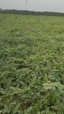 威县 沙地西瓜，口感甜，龙卷风