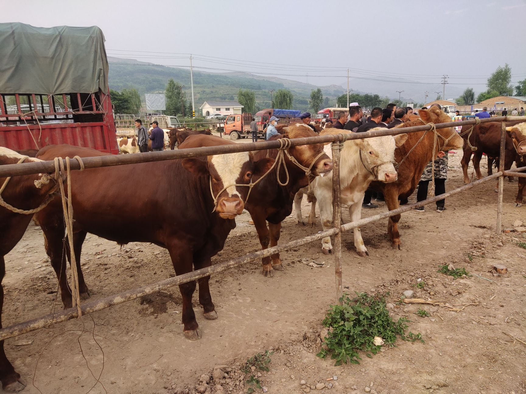 甘肃牛 土黄牛 西门塔尔 夏洛莱,肉牛,甘肃牛马驴交易市场