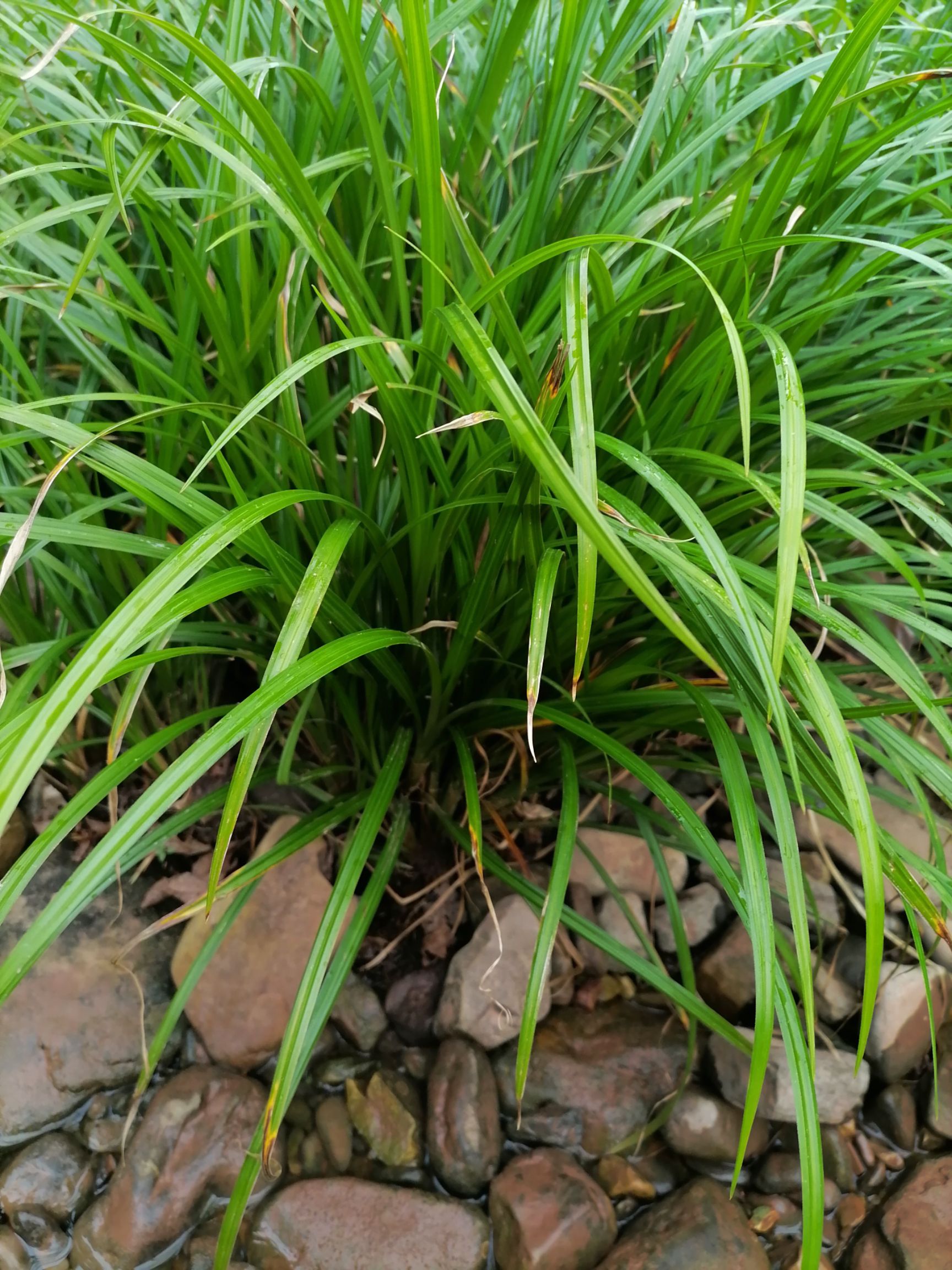 崂峪苔草，绿化用苗，工程用苗