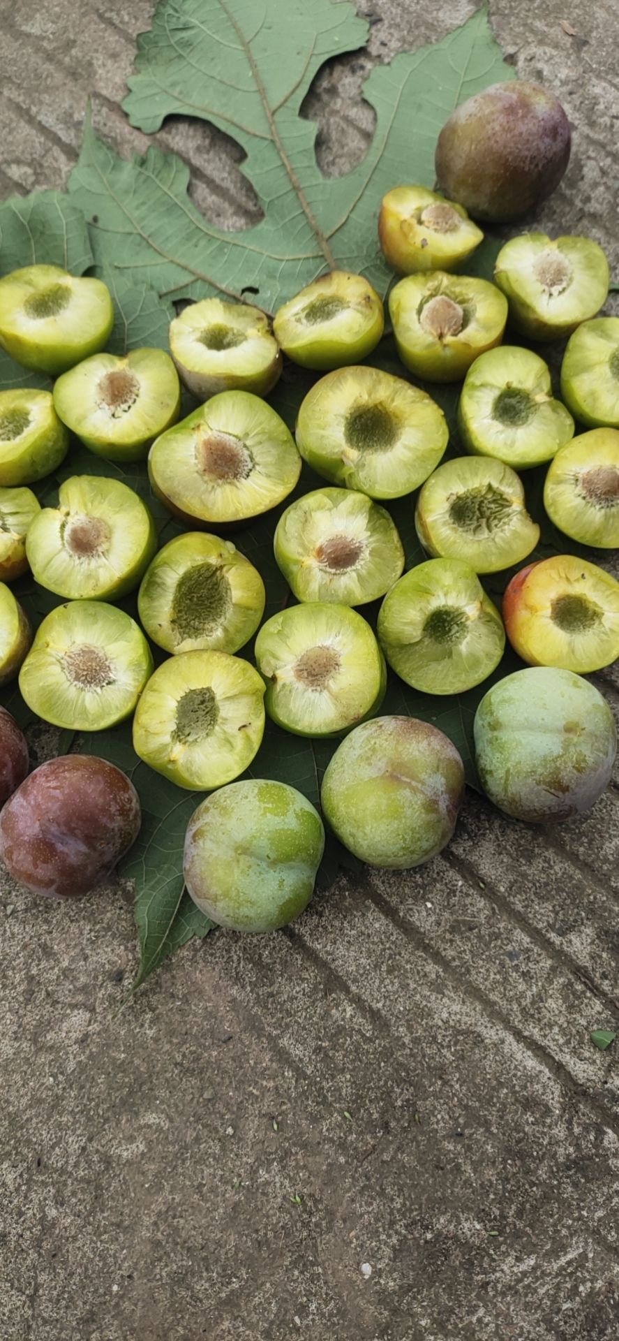 半边红李子 半边红李孑