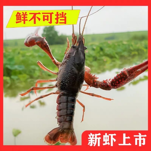 汉川市湖北汉川红壳小龙虾 产地直发 餐馆酒店79硬规格 两虾