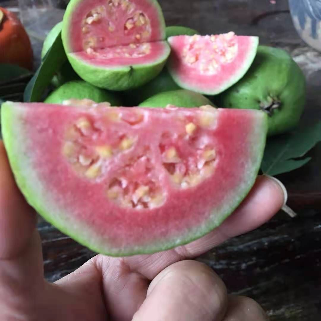 番石榴  广西水果芭乐，果型方正，大小均匀，有需要的抓紧联系我