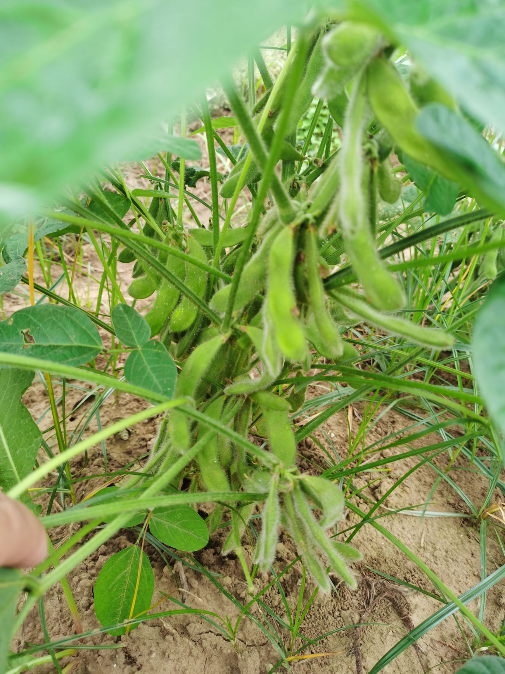 毛豆仁  四川绵阳新鲜现摘毛豆（预计5-7天）20万斤