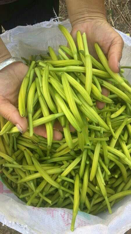 灵宝市黄花菜