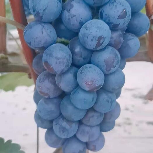 威县 夏黑葡萄
