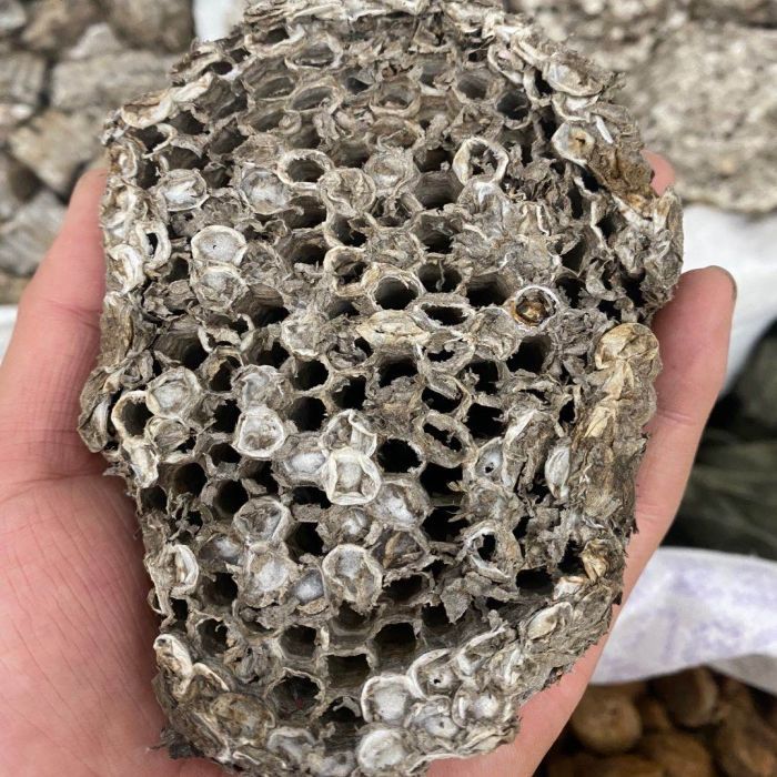 软蜂房正品露蜂房中药材马蜂窝黄蜂房可打蜂房粉中药材店铺