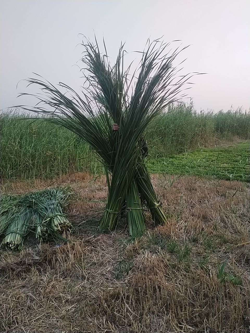 蒲黄 湿蒲草