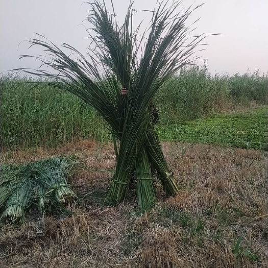怀远县蒲黄 湿蒲草