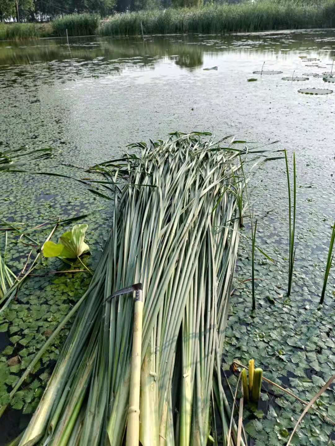 干蒲草 湿蒲草  蒲草绳  大量供应