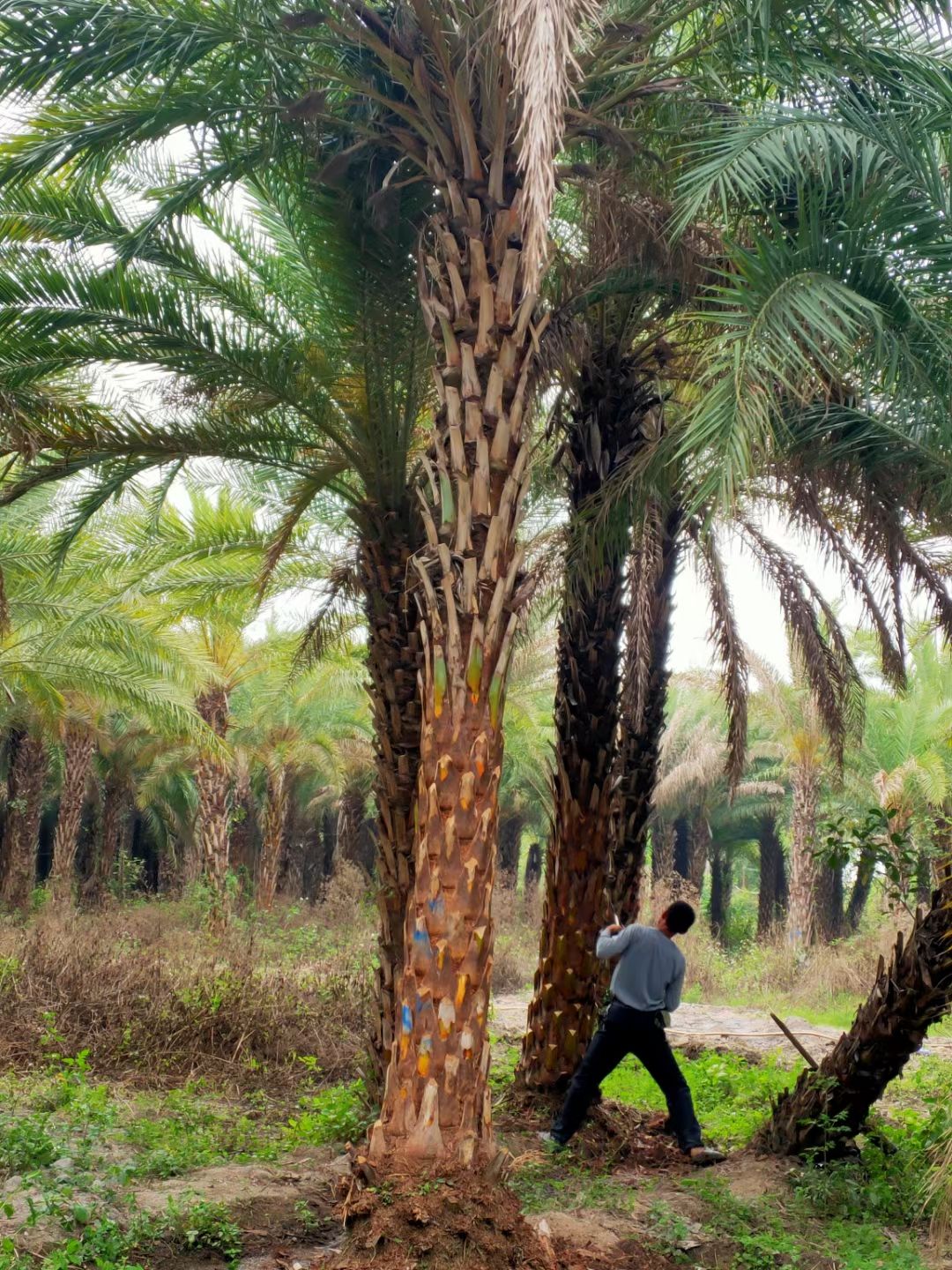  加拿利：中东海枣