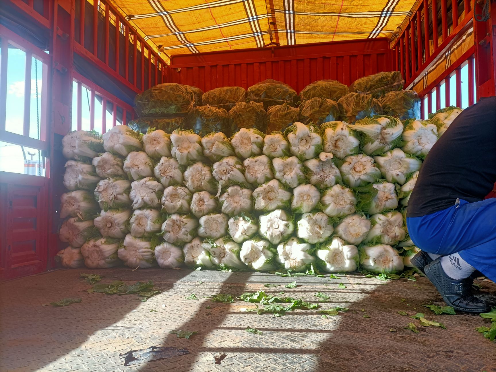 黄心大白菜 所有蔬菜上市