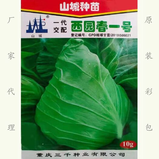 牛心甘蓝种子  结球甘蓝种子 早熟尖包菜种子牛心甘蓝耐抽薹春秋播