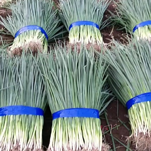 郯城县香葱 小葱大量上市
