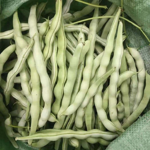 兴城市白条豆角  豆角