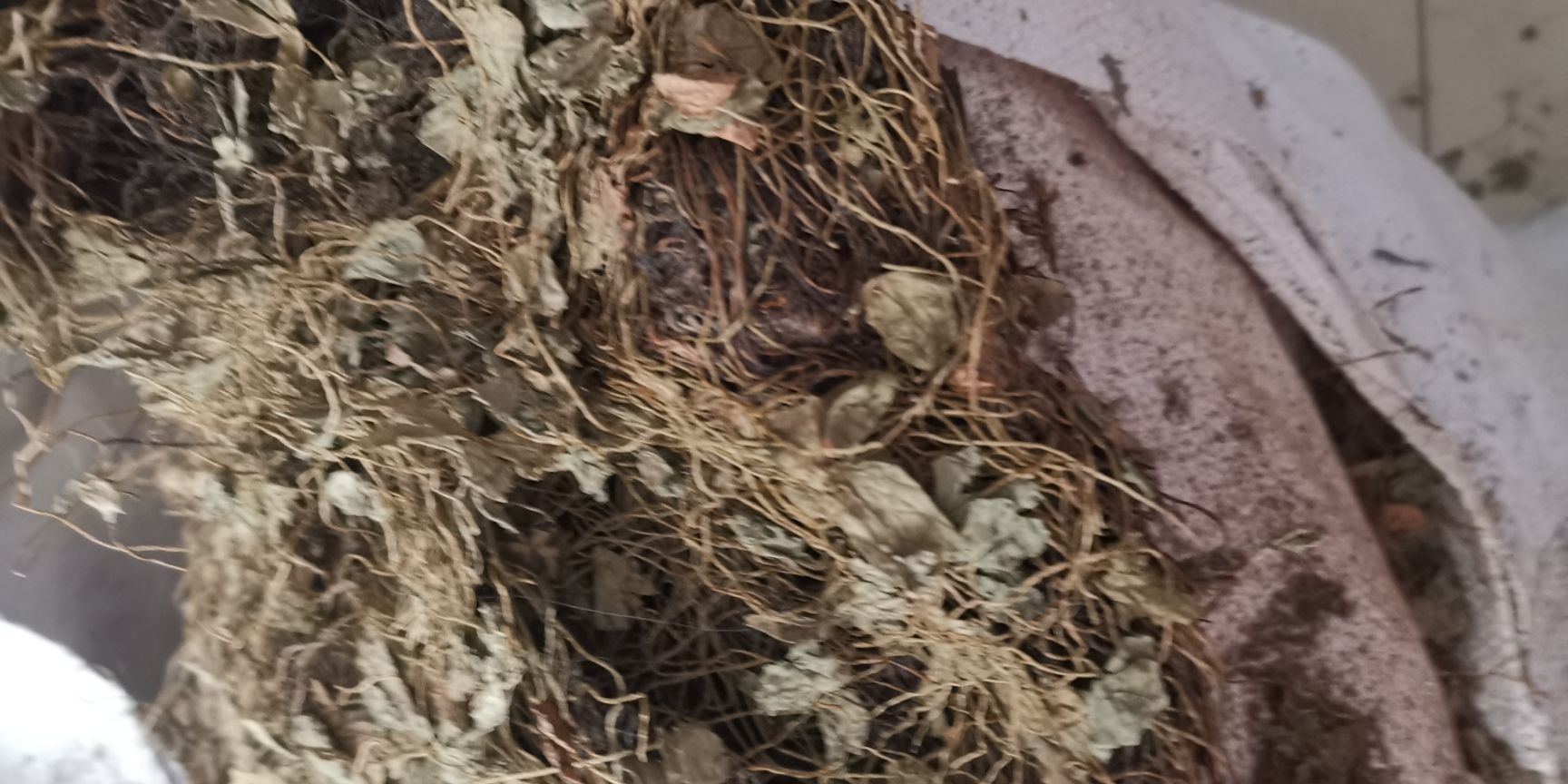 田字草 四叶草，四叶莲中药材批发，量大从优