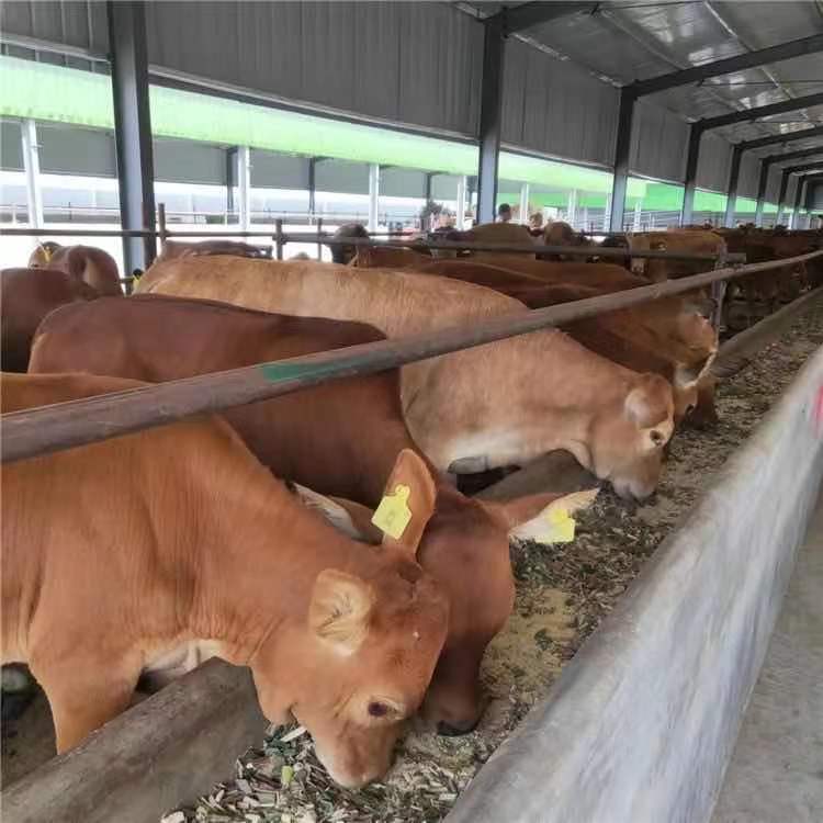 长期供应黄牛苗 肉牛犊 正规养殖场疫苗防疫齐全包伤亡