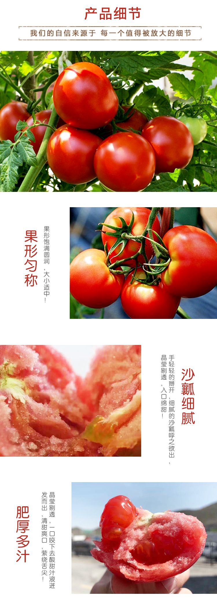 【陕西泾阳普罗旺斯西红柿】沙糯粉番茄新鲜现摘现发