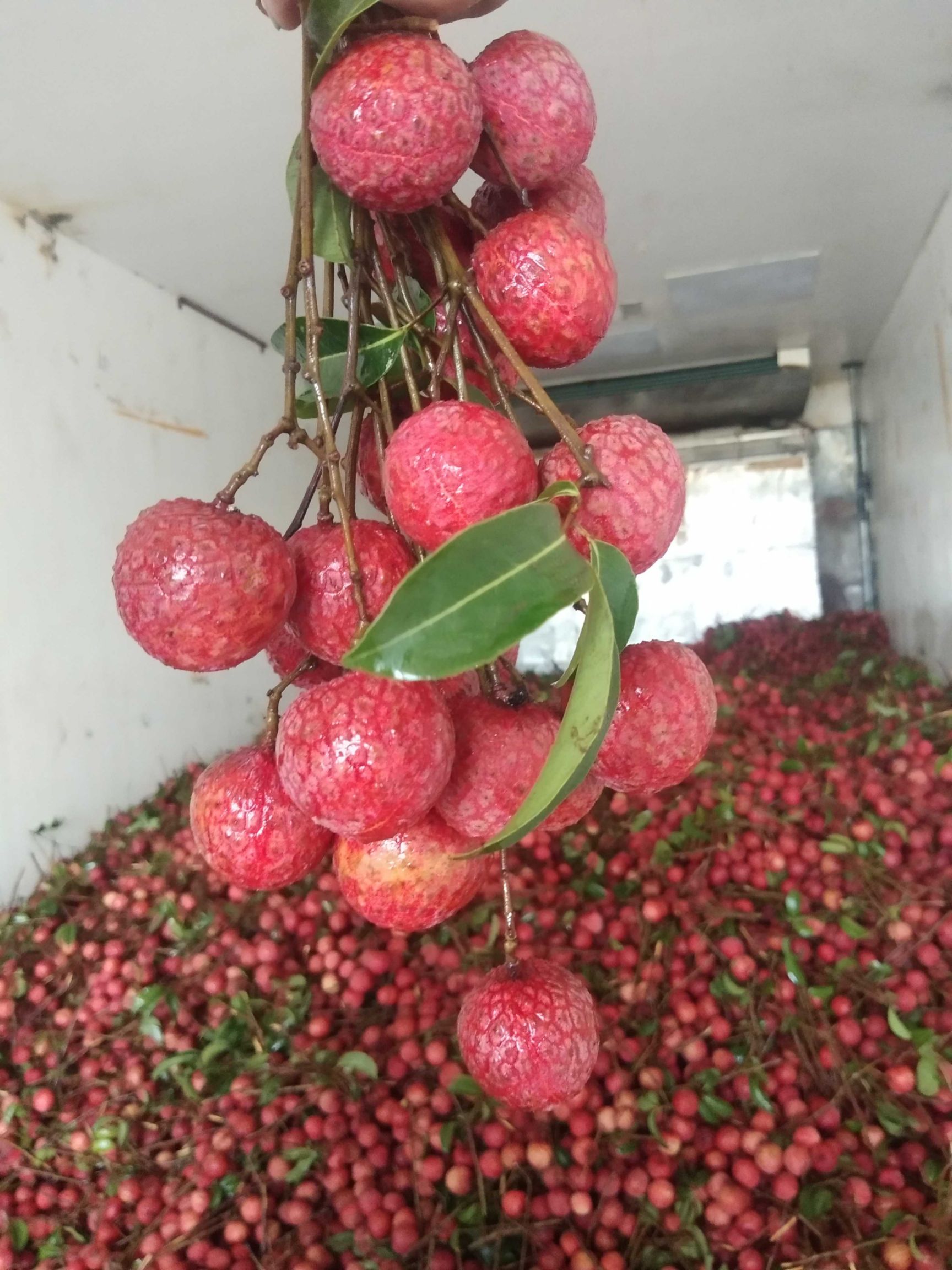 禾荔荔枝  凤花荔枝大量上市