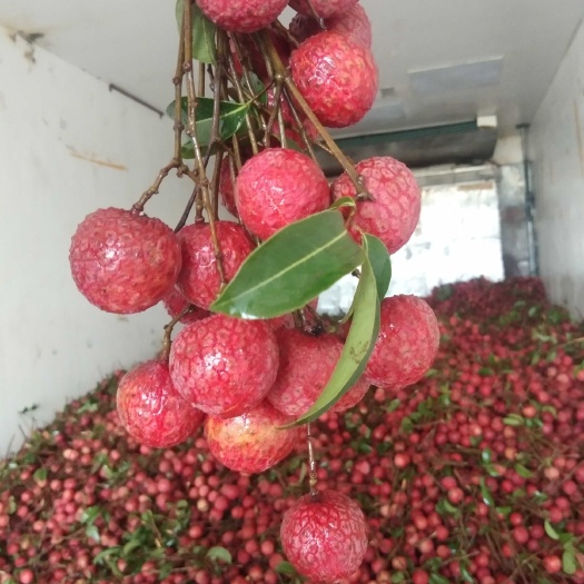 陆丰市禾荔荔枝  凤花荔枝大量上市