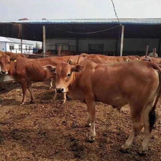 亳州长期供应黄牛苗 肉牛犊 正规养殖场疫苗防疫齐全包伤亡