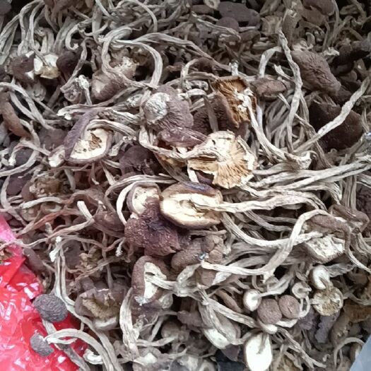 长沙广昌5号茶树菇  各类食用菌，坚果干果，海产品干货