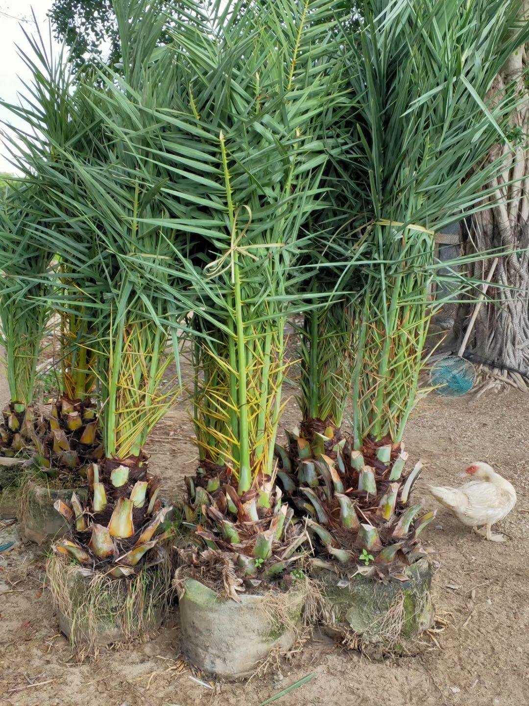  加拿利：中东海枣