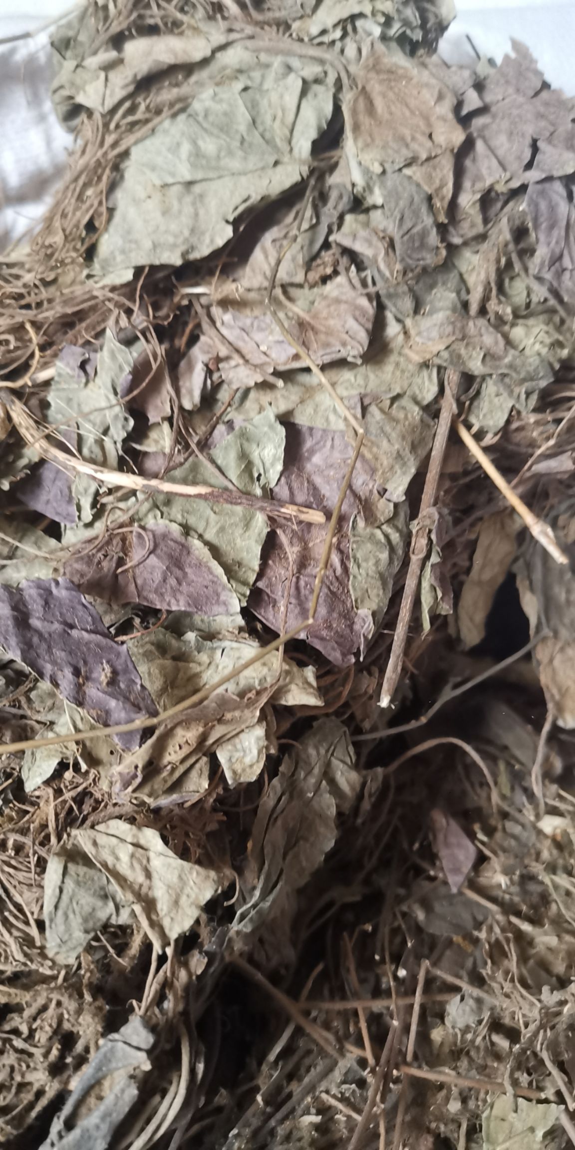 中药材 兔耳风杏香兔耳风新货  朝天一支香 500g包邮