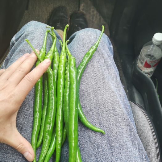 镇雄县贵州3号线椒7月中旬大量上市
