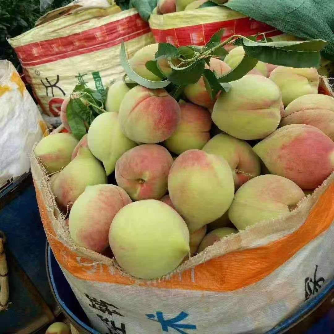 云南蒙自 鹰嘴蜜桃上市 色泽鲜艳 皮薄肉嫩