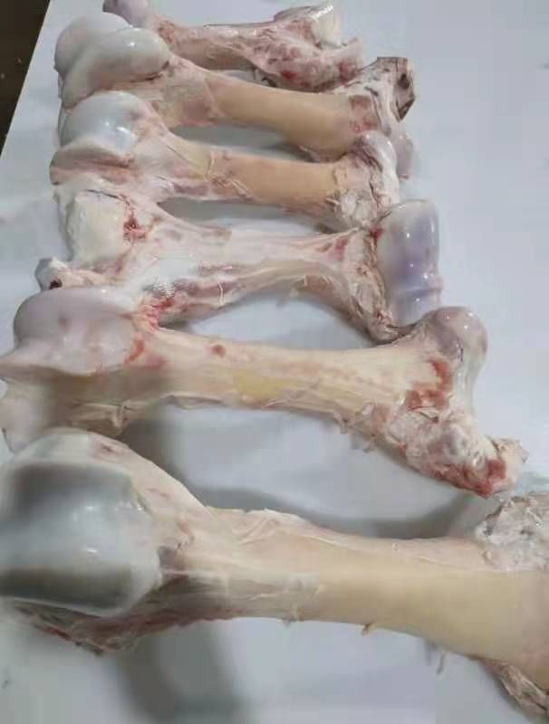 牛骨  厂家直销  乳牛棒骨，一手货源，欢迎选购。