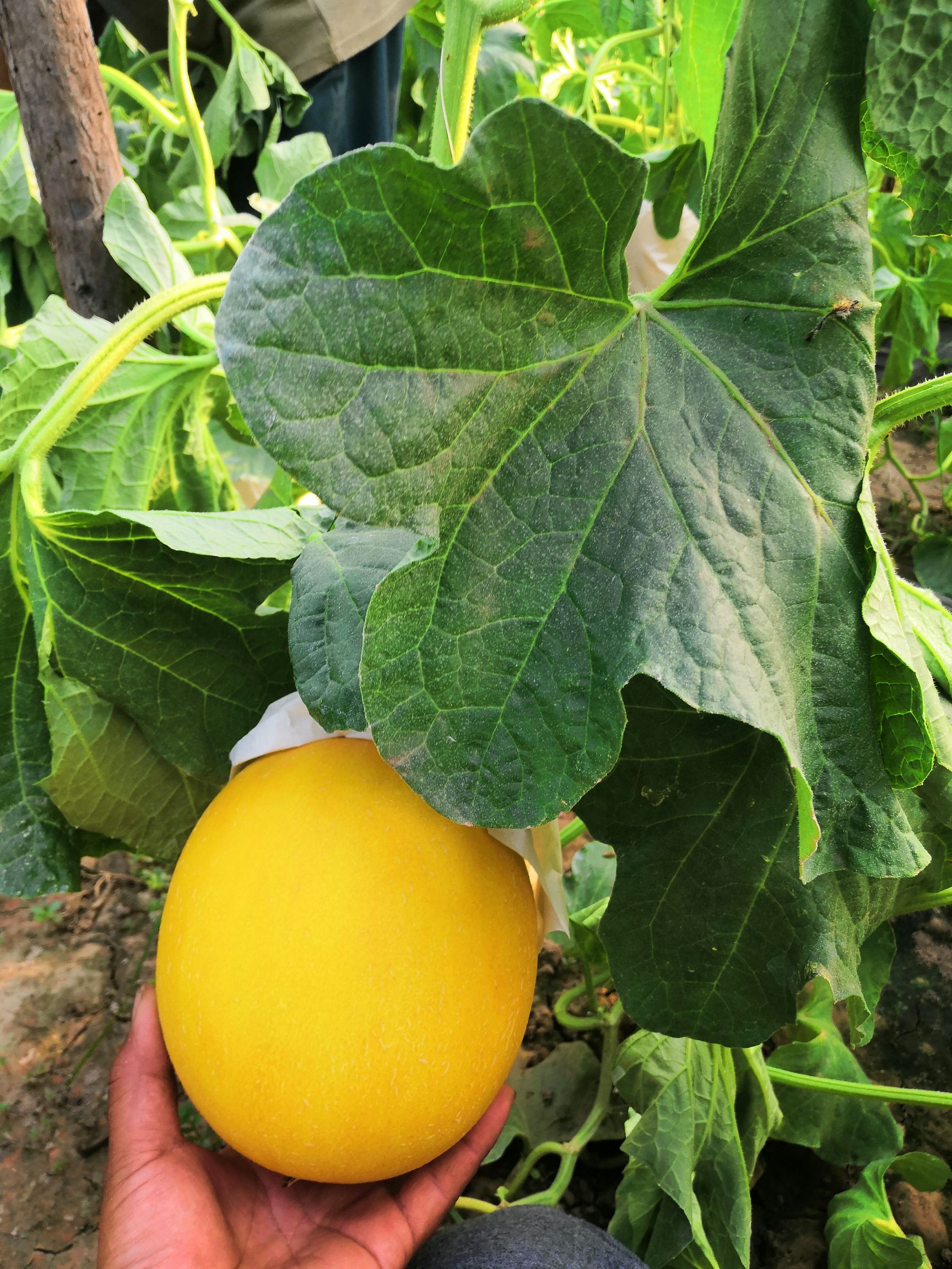 甜瓜 河北省廊坊市安次区 