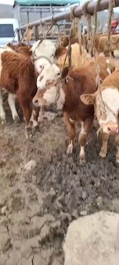 肉牛  西门塔尔600到800斤架子牛椟