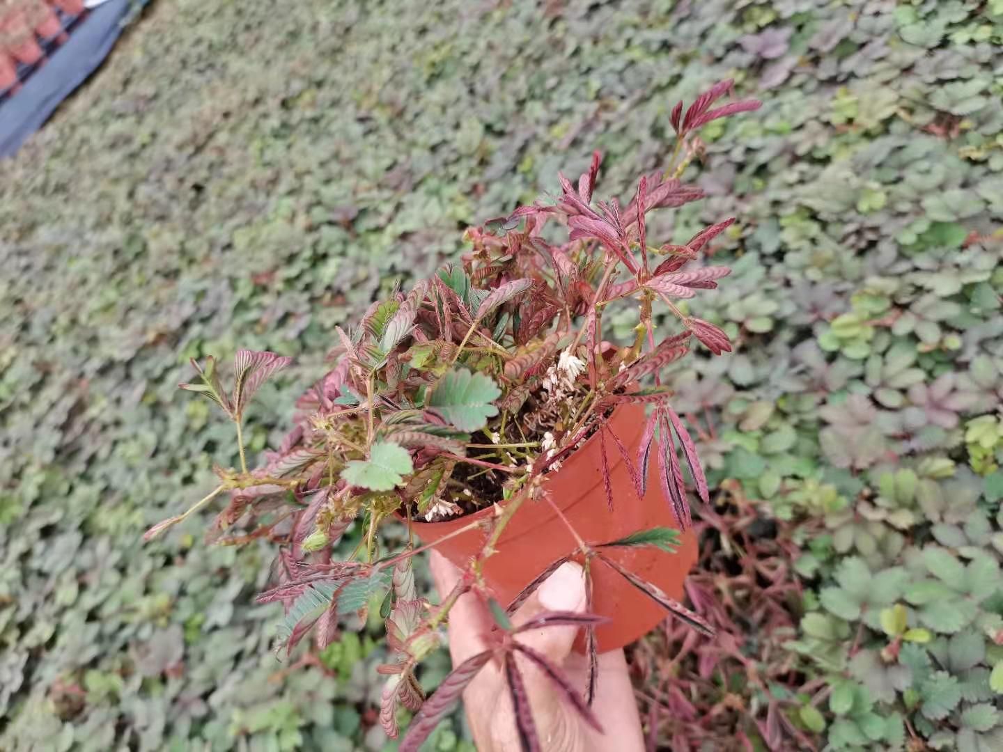 含羞草盆栽批发