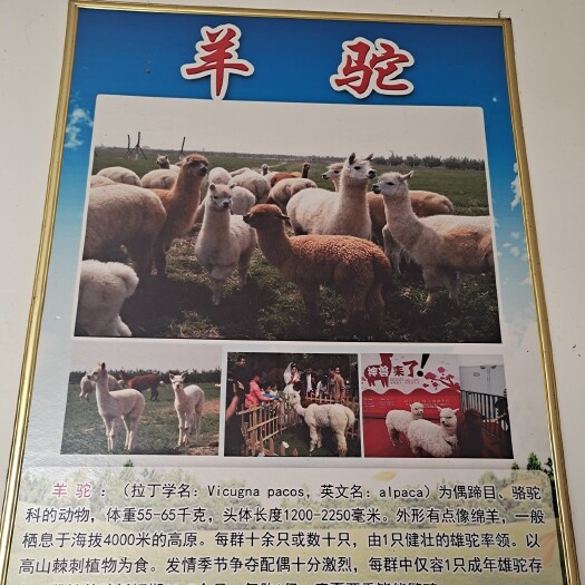 梁山县 成年优质羊驼