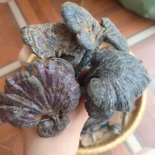 白沙县黑灵芝，赤灵芝