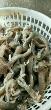 皮皮虾，虾蛄，虾耙子，虾公驼子，瀨尿虾，东海海鲜