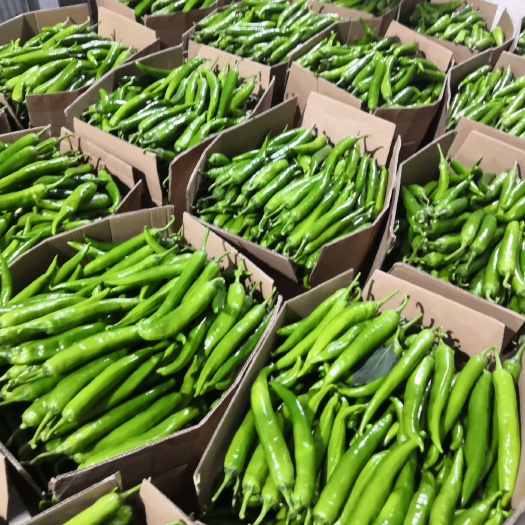 通许县牛角椒  尖椒已大量上市  货源充足 质量很好