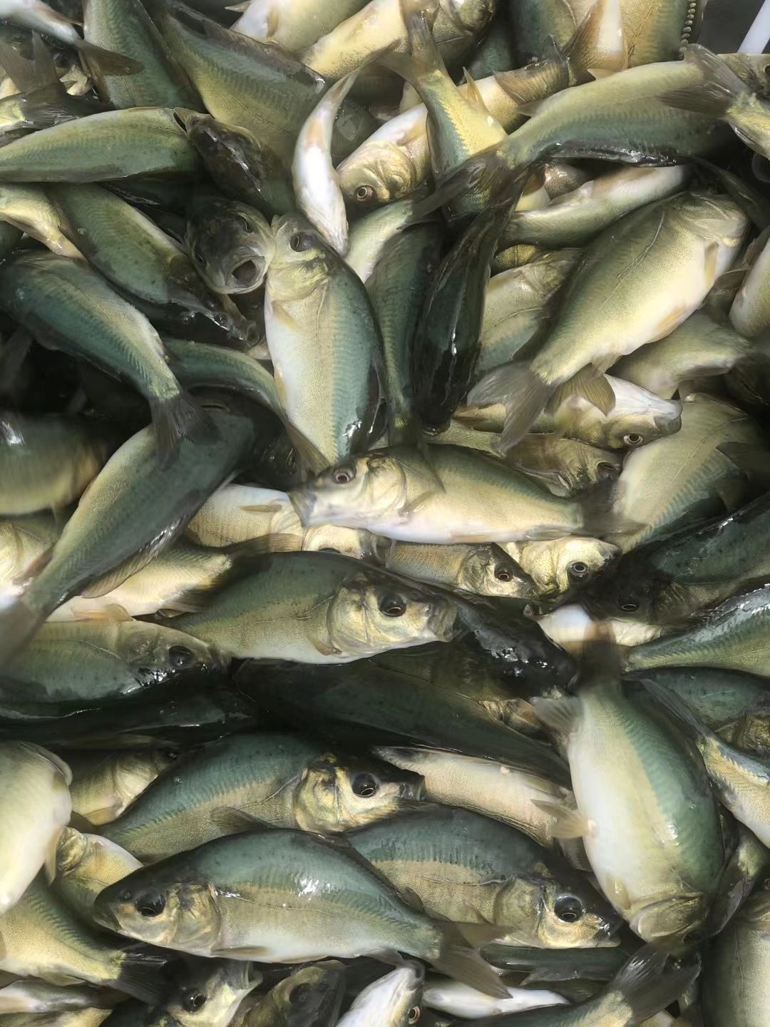 优质裸鲤鱼苗供应