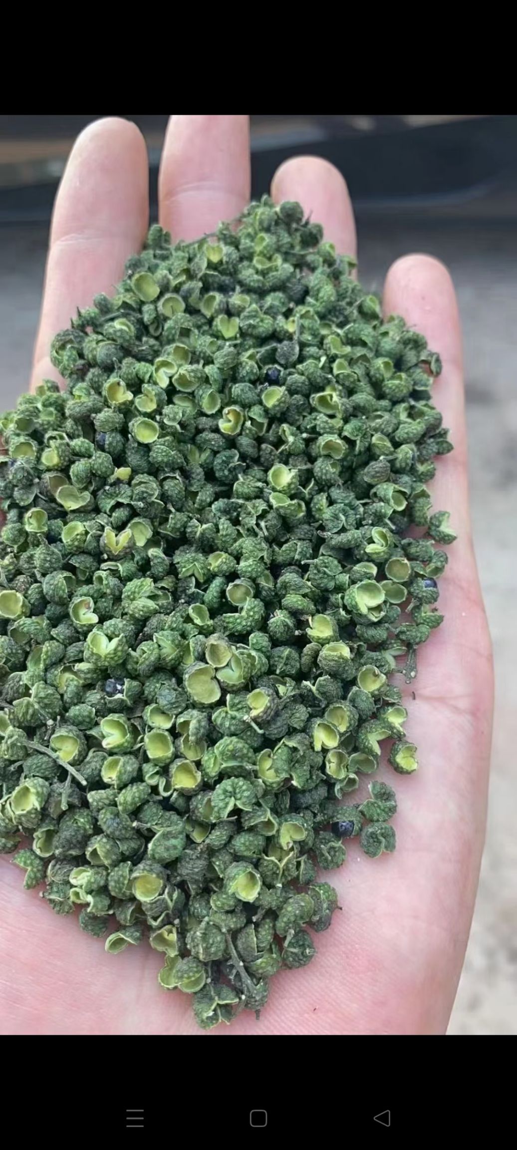  2021九叶青花椒，开口好，颜色翠绿