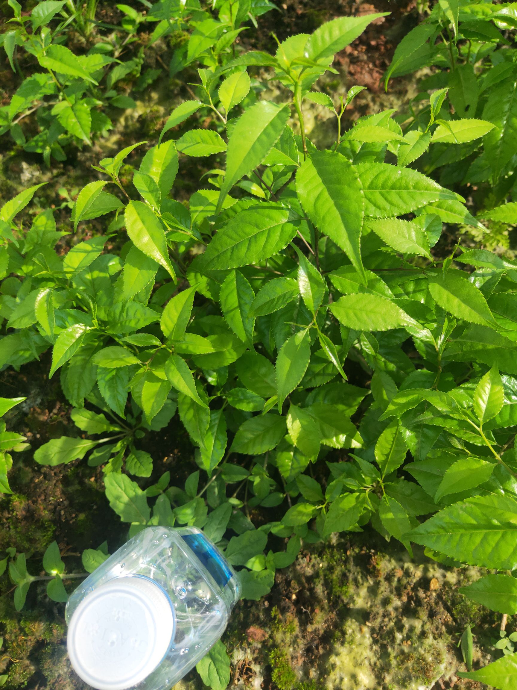 岗梅根种子，江西小叶青皮岗梅品种