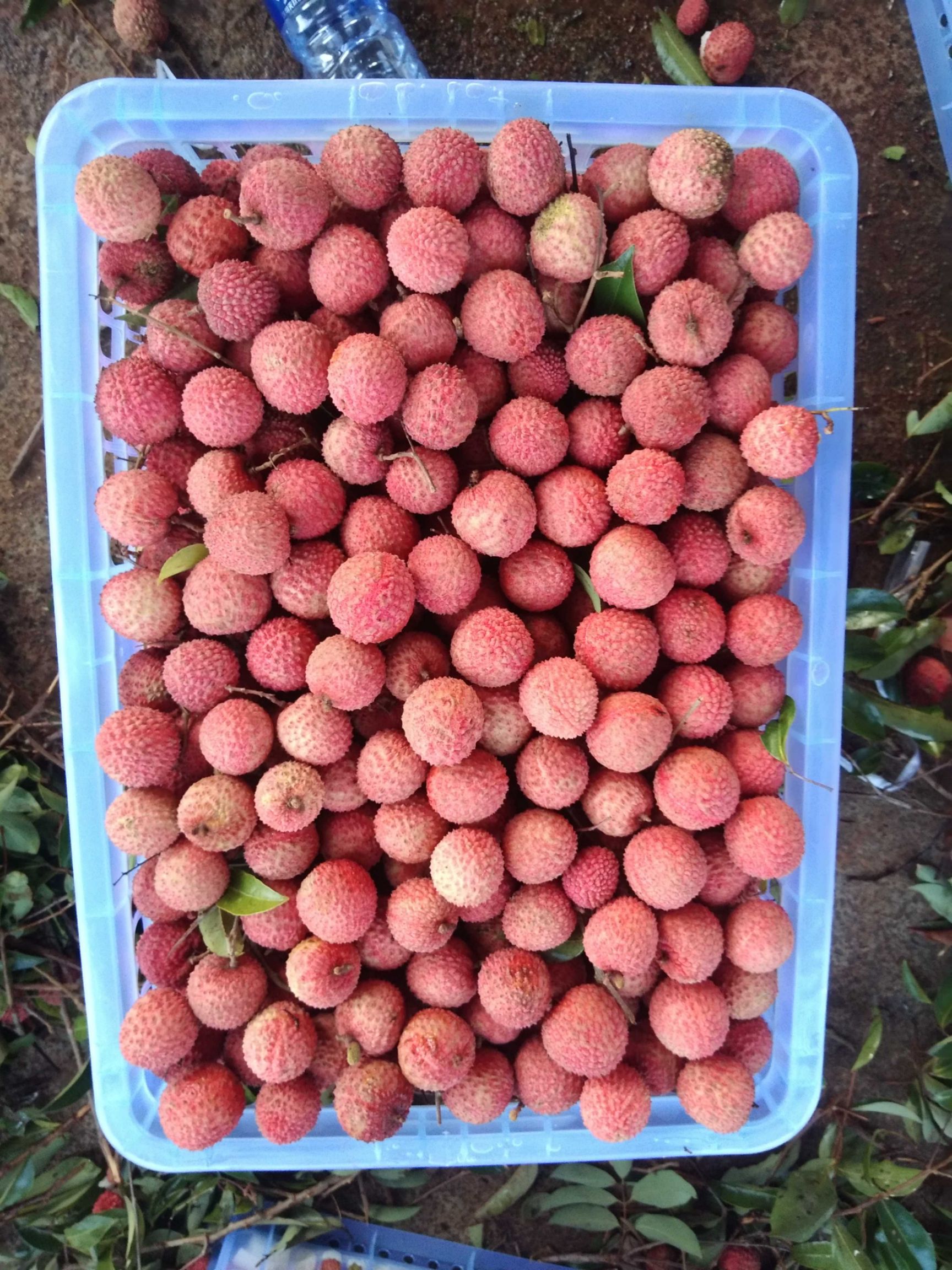 禾荔荔枝  凤花荔枝大量上市