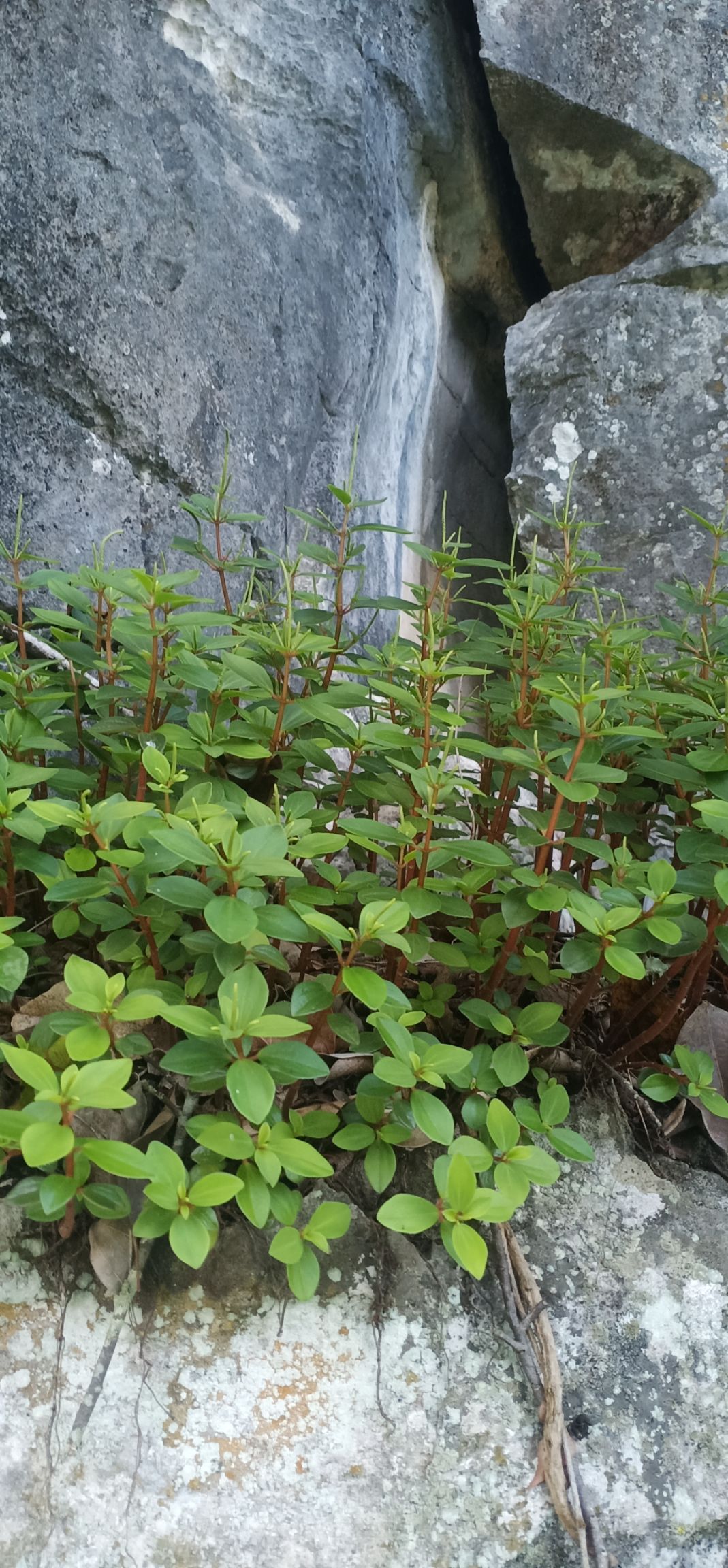  石蝉草  那个老板需要的联系