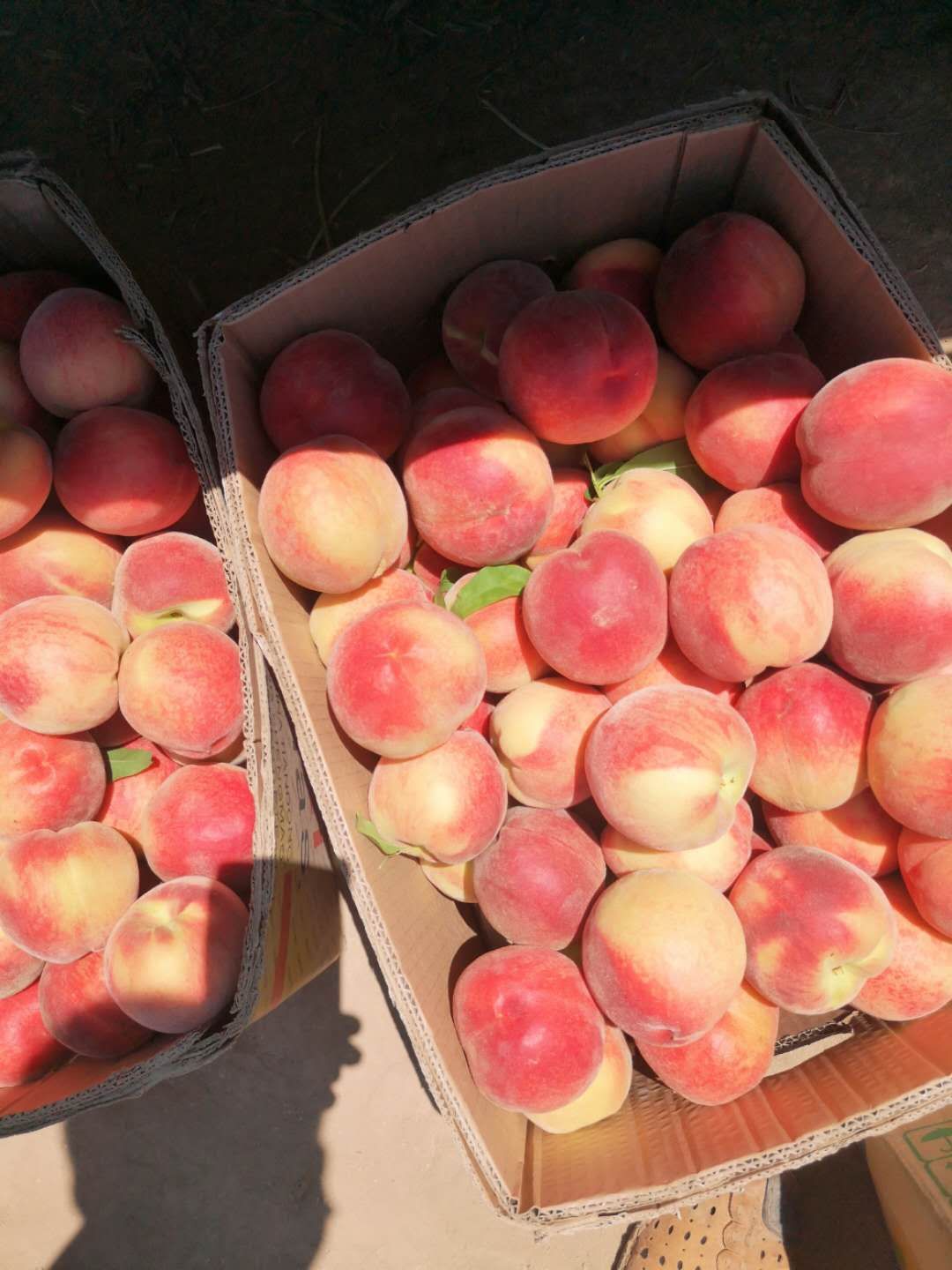 突围桃 雄安新区高速口桃园，欢迎采购