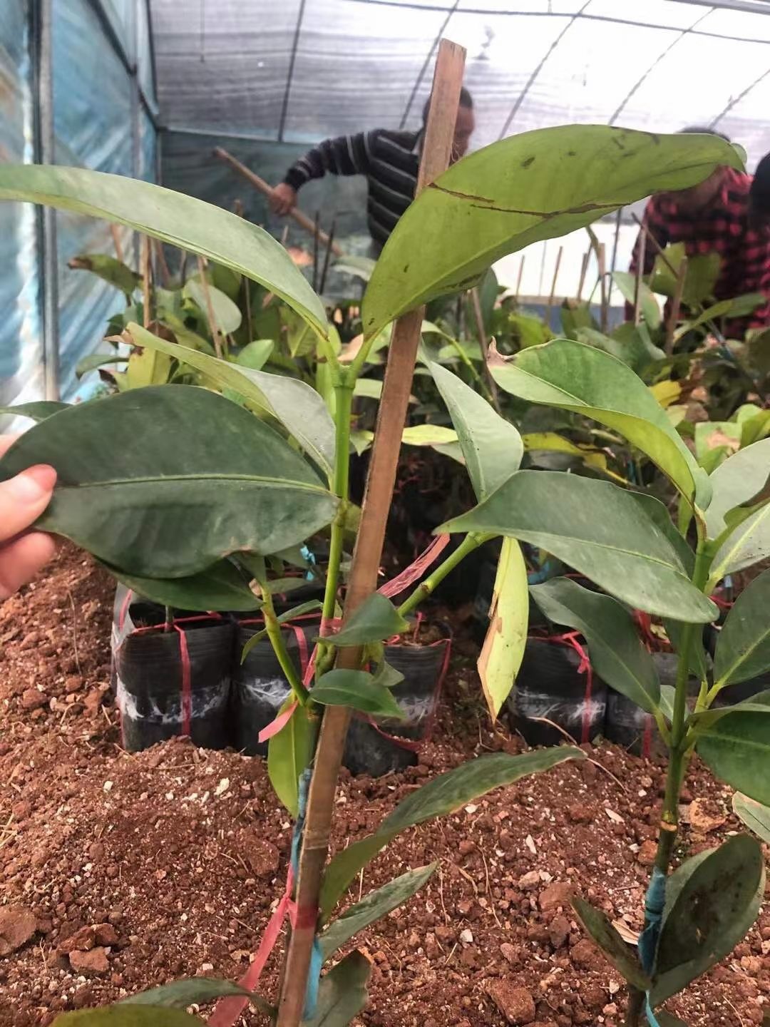 山竹树苗 正品引进泰国山竹嫁接苗 广西带营养杯发货 包邮