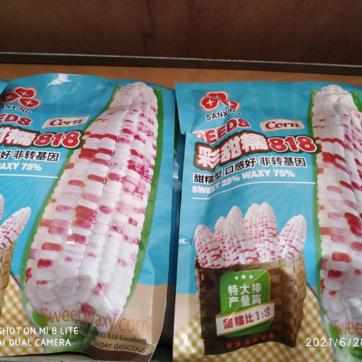 遂溪县彩甜糯818，七彩甜糯玉米种子