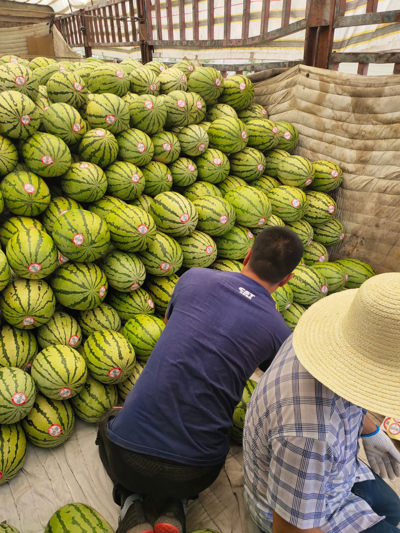 硒砂瓜  旱沙地 ，已经大量上市了 ，本人做西瓜代为十年有余