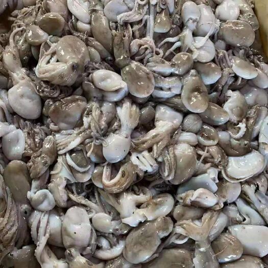 温岭市鲜活小章鱼，八爪鱼，短腿八爪鱼，一口章，白子章，